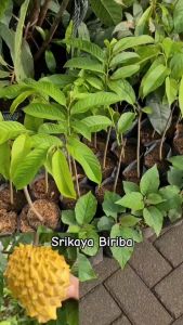 Bibit Buah Srikaya Nanas Unggul