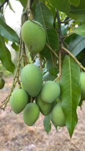 กิ่งพันธุ์มะม่วงเบาใต้แท้ (ทาบกิ่ง)