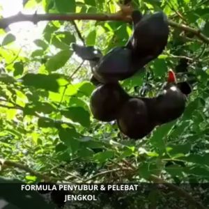 Pupuk Bunga dan Buah Jengkol / Obat Pelebat Buah Jengkol / Pupuk Pelebat Buah Jengkol Organik Cair