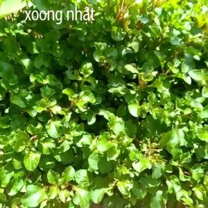 cây giống Xoong nhật | rau dền nhật thuận tự nhiên 1kg