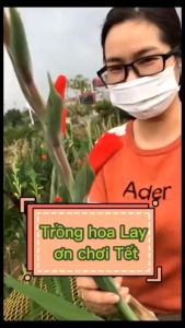 20 CỦ HOA LAY ƠN  nhập khẩu Hà Lan lên 100% hoa nở cực đẹp