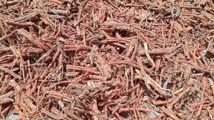 100g rễ cây dâu tằm sấy khô