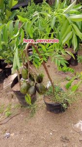 Bibit Kedondong Jumbo Sudah Berbunga