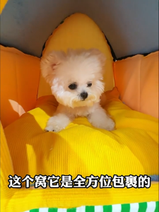 Cozy Canine Haven - New Plush Dog Bed House in Vibrant Green/Blue Large Size for Medium Breeds Fashion Pet Sleeping Bed Comfortable Enclosed Dog House Dog bed Cat House for Puppy Cats and Small Dogs