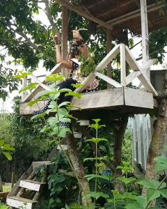 Pohon / Bibit Jengkol Super Pulen Cepat Berbuah