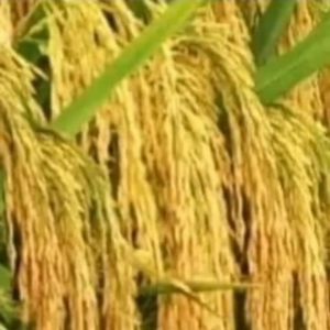 MAPAN P-05 - 1kg ( benih padi hibrida) BENIH UNGGUL