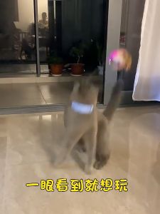 ไม้ล่อแมว ปลอกคอล่อแมว ปลอกคอติดแมวตลก ของเล่นแมว แบบลวดสลิง+ซิลิโคนนิ่ม สวมใส่สบาย