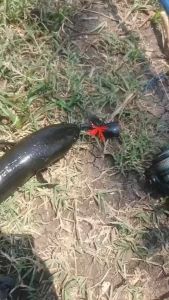 Jaws Frog Mini 3cm & Ose Nusantara Cupit Snakehead: Umpan Casting Gabus Toman Handmade