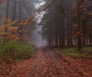 ดอกชบาสีเหลืองอร่ามในแสงฤดูใบไม้ร่วง ศิลปะติดผนังแบบดิจิทัลที่มีความละเอียดสูง300DPI พิมพ์บนไวนิลหรือผ้าใบในรูปกรอบลอยไม้