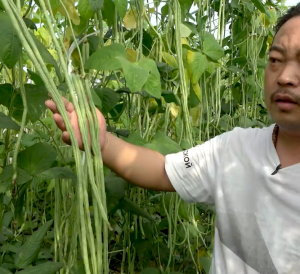 Benih Kacang Panjang MemanjatLong Bean Seeds (15 Seeds)