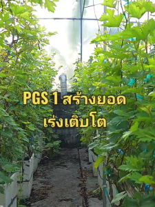 PGS1 น้ำยาสร้างยอด เร่งการเติบโต - ชนิดผสมน้ำพ่น