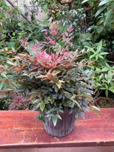 cây nam thiên trúc siêu chất_ có lô có quả có lô không ạ