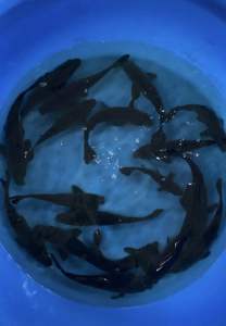 JAPAN KARASUGOI from MARUHIRO KOI FARM ( yellow belly below ) 25-28cm  RM888 per koi ( high grade )