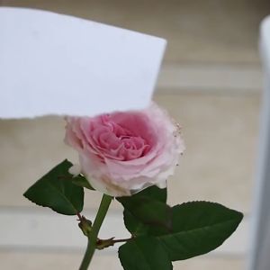 450ml Floral Color Spray Cepat Kering Semprotan Bunga Cat Bunga Pilox Pylox Untuk Bunga Asli