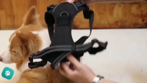 ✨ Y-Shaped Tactical Dog Harness Anti-Pull Heavy-Duty & Durable with Leash – For Large/Strong Dogs ✨