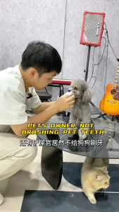 KOJIMA PET DOG CAT FINGER COTS TOOTHBRUSH WIPES 36PCS BAD BREATH )KOJIMA