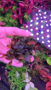 [Aquatic Plant] Bucephalandra Sp Mini Coin Submerged Low Tech Plants Small Leaf Brownie Bucep Buce 辣椒榕水下叶