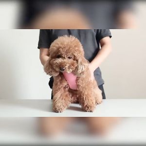 Pet leash small medium-sized pet dog vest summer thin dog leash Teddy Corgi harness dog anti-breakaway harness puppy leash