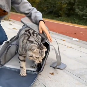 🔥🔥🔥 Dog Carrier Bag Soft Side Backpack Cat Pet Carriers Dog Travel Bags Airline Approved Transport For Small