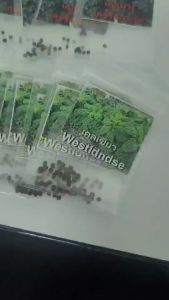 เมล็ดเคล OP เคลเขียว เคลม่วง ผักเคลราชินีแห่งผัก การนำเข้าจากเนเธอร์แลนด์