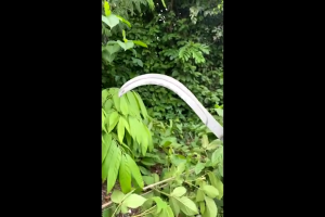 เคียวแมงกานีส เคียวเหล็กแมงกานีส คมกริบ ด้ามจับแข็งแรง ใช้ตัดต้นข้าว วัชพืช กิ่งไม้ และหญ้า