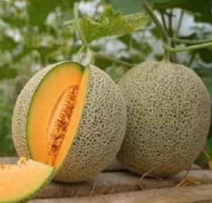PROMO BENIH MELON CANTALOUPE MIRUKU REPACK  100 BIJI TERMURAH DAN TERLARIS