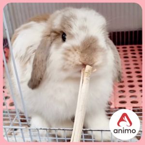 Natural Sweet Bamboo Chew Stick 130 g Asah Gigi Kelinci Hamster Sugar Glider Marmut Alami mainan