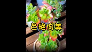 JCLSGP 卡纳玛朵 Keymado Succulents Colour Enhancer color aid