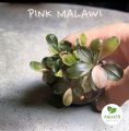 บูเซป Bucephalandra Pink Malawi ขายเป็นพอต สีชมพูปนขาวหวานๆ จะมี 3 ยอด รับประกันตลอดขนส่ง เลี้ยงง่ายเหมือน อนูเบียส anubias. 