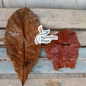 Daun Ketapang Pekat Daun Ketapang Laut Super Pekat Kering