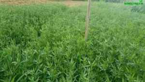 Cỏ Ubon Stylo (Gói 100g) - Giống Cỏ Nhiều Dinh Dưỡng