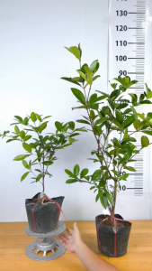Cây giống Cherry Brazil [ CÂY TO] - Chuẩn Giống - Cây Nhiệt Đới - Cây Trồng Chậu - Cây Giống Vân Anh