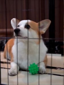 💖COD💖2 in 1 Dog Fence Large Pet Playpen Indoor DIy Portable Dog Kennel Enclosure Heavy Duty Metal Pagar Anjing Dogs Cats