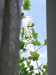 Wadah Pengharum Pewangi Ruangan HM1039 Wadah Bulat Kapur Barus Wadah Deodorizer Pewangi Ruangan