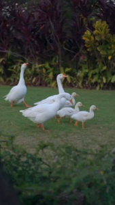 [PRE-ORDER 15 DAYS] READYMADE PUNJABI SUIT {ETA:2025-12-31}