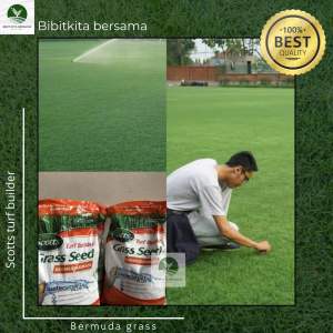 Benih rumput golf Bermuda impor Scotts USA Bermuda Seed 100% benih murni & asli (REPACK)