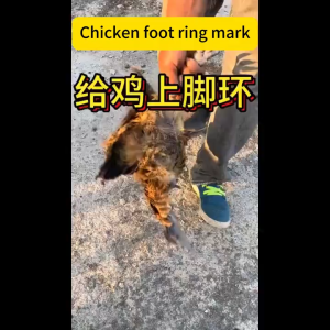 100 Pcs Snap-On Chicken Leg Rings Poultry Leg Rings Suitable For Fighting Cocks Ducks Geese