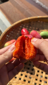 Hạt giống bình bát loại dây leo ( gói 20 hạt )  - FlowerSeeds