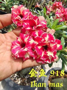 Adenium Kemboja Bonsai ID 918/金鱼/富贵花