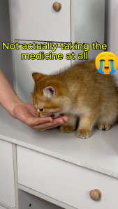 Pet Medicine Feeder Syringe for Cats & Dogs | Easy Oral Feeding Tool for Water Milk & Supplements