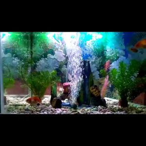 Aerator Akuarium Portable USB Bisa Pakai Powerbank