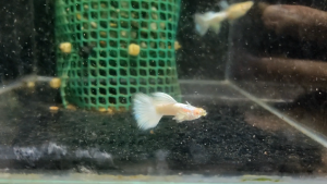 🐟Ajelis Guppy🐟 Albino Full Platinum Guppy 白金白子孔雀鱼 - Aquarium Ornamental Fish Ikan Hiasan 孔雀鱼
