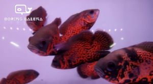 BRBN Tiger Oscar - Cichlid Fish - Ikan Cichlid Oscar- Aquarium Freshwater Fish / Ikan Air Tawar