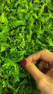 9 loại dương xỉ dương xỉ dương xỉ lá kim trang trí tiểu cảnh hồ bán cạn terrarium non bộ.