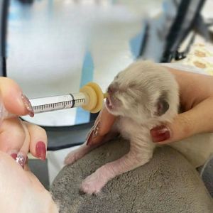 Hateli sơ sinh vật nuôi feedingnúm vú Chó mèo feedingpacifier hamster thỏ mèo con chó con bình cho ăn với siliconenipple