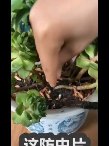 Reviln เม็ดกำจัดเพลี้ย ไม่ทำร้ายพืช ยากำจัดสัตรูพืช ปราศจากฮอร์โมน ปรับปรุงดิน