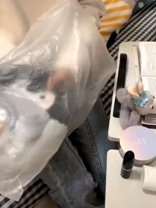 Balo mini hình chim cánh cụt hoạt hình nhồi bông phong cách Hàn Quốc - Alice Store