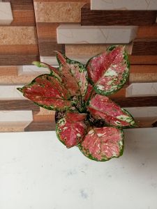 aglonema dut tri colour