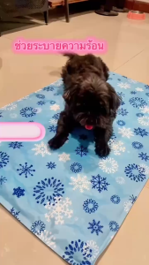 สัตว์เลี้ยง ที่นอนเจลเย็น ซัมเมอรู์ชัมเมอร์ แผ่นเจล เย็น เบาะนอนูเย็น สำหรับสัตว์เลี้ยง หน้าร้อน เบาะ นอน สัตว์ เลี่ยง ถุง นอนแมว