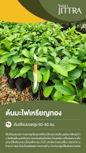 จิตตรา ต้นพันธุ์มะไฟพันธุ์เหรียญทอง เสียบยอดสูง 60-80 ซม. ปลูกปีเดียวติดลูก พร้อมส่ง เครมฟรี ต้นพันธุ์ผลไม้ ต้นเตี้ย ผลดก